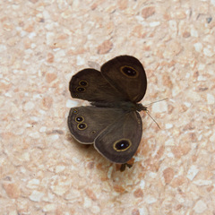 Ypthima baldus