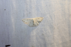 Cyclophora pendulinaria