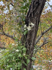 Clematis
