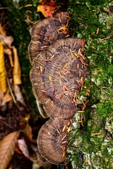 Daedaleopsis confragosa