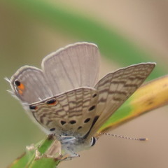 Anthene amarah amarah