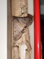 Pandesma