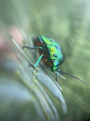 Chrysocoris purpureus