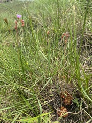 Drosera