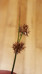 Juncus nodosus