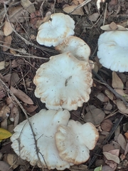 Clitopilus