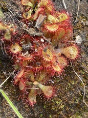 Drosera