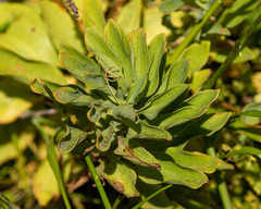 Alstroemeria pulchra