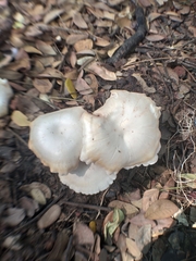 Clitopilus