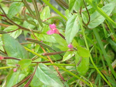 Epilobium parviflorum
