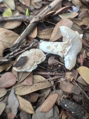 Clitopilus