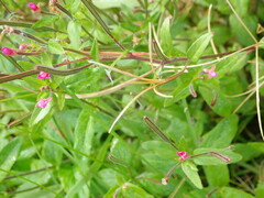 Epilobium parviflorum