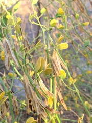 Zygophyllum fabago
