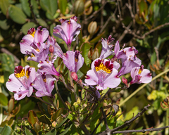 Alstroemeria pulchra