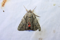 Catocala coccinata