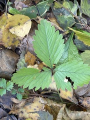 Fragaria moschata