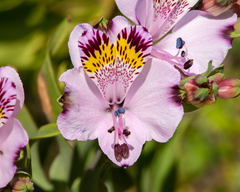 Alstroemeria pulchra