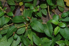 Muehlenbeckia tamnifolia