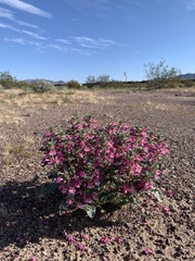 Penstemon albomarginatus