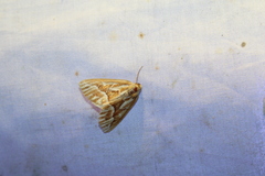 Caripeta piniata