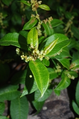 Muehlenbeckia tamnifolia