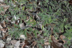 Chamaecytisus hirsutus