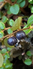 Gaultheria nummularioides
