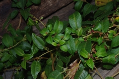 Muehlenbeckia tamnifolia