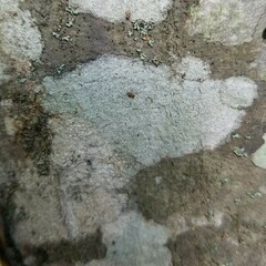 Nadvornikia sorediata