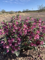 Penstemon albomarginatus