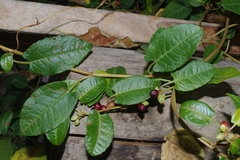 Muehlenbeckia tamnifolia