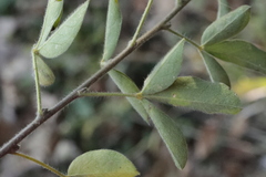 Chamaecytisus hirsutus