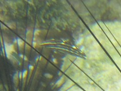 Halichoeres marginatus