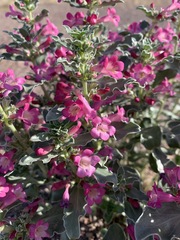 Penstemon albomarginatus