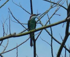 Merops viridis