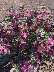 Penstemon albomarginatus