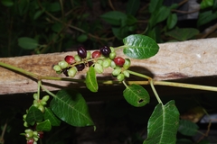Muehlenbeckia tamnifolia