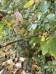 Stigmella rosaefoliella