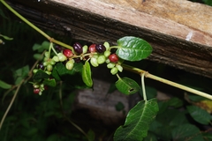Muehlenbeckia tamnifolia