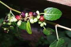 Muehlenbeckia tamnifolia