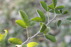Chamaecytisus hirsutus