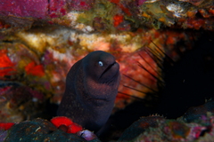 Gymnothorax thyrsoideus