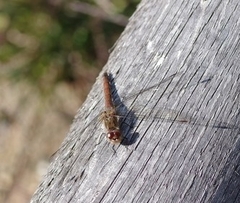 Sympetrum sanguineum