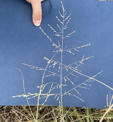 Eragrostis curtipedicellata