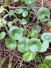 Hydrocotyle verticillata