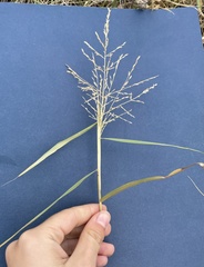 Eragrostis curtipedicellata