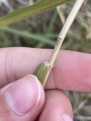 Eragrostis curtipedicellata