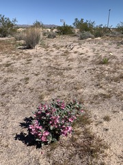 Penstemon albomarginatus