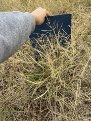 Eragrostis curtipedicellata