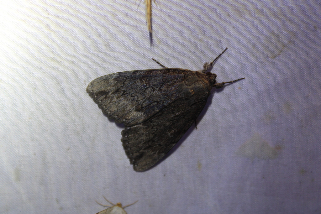 Residua Underwing